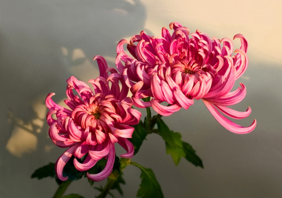 red Chrysanthemum Chrysanthemum flower pictures, Chrysanthemum flower, Flowers