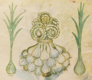Historia Plantarum - aglio