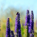 Purple flowers, violet