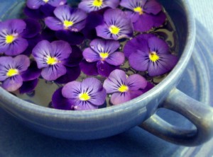 Fiori viola