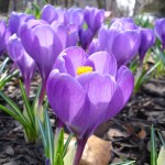 Crocus purple flower