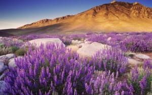 Sierra Nevada fiori viola