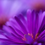 Fiore gerbera viola