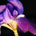 Fiore di iris viola