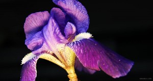 Fiore di iris viola