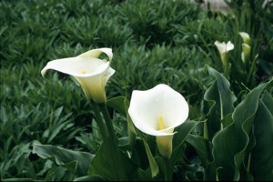 White flowers
