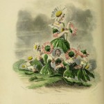 I fiori di Illustrati di JJ Grandville