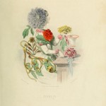 I fiori di Illustrati di JJ Grandville