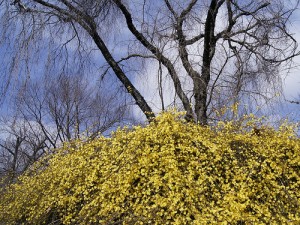 Jasminum nudiflorum, Winter Jasmine