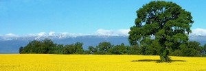 Campo di colza