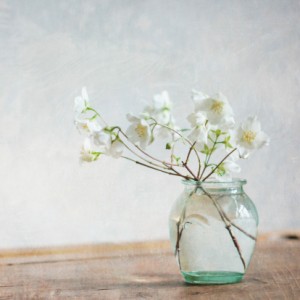Fiore bianco di filadelfo