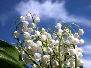 Mughetto fiori