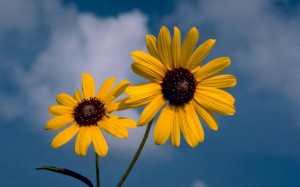 Yellow flowers