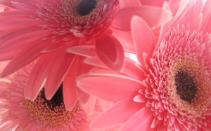 Fiori di gerbera rosa