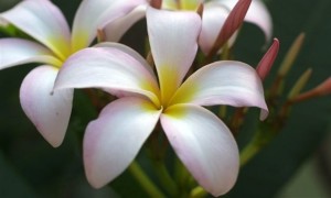 fiore di gelsomino
