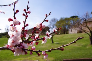 Fiori rosa di pesco