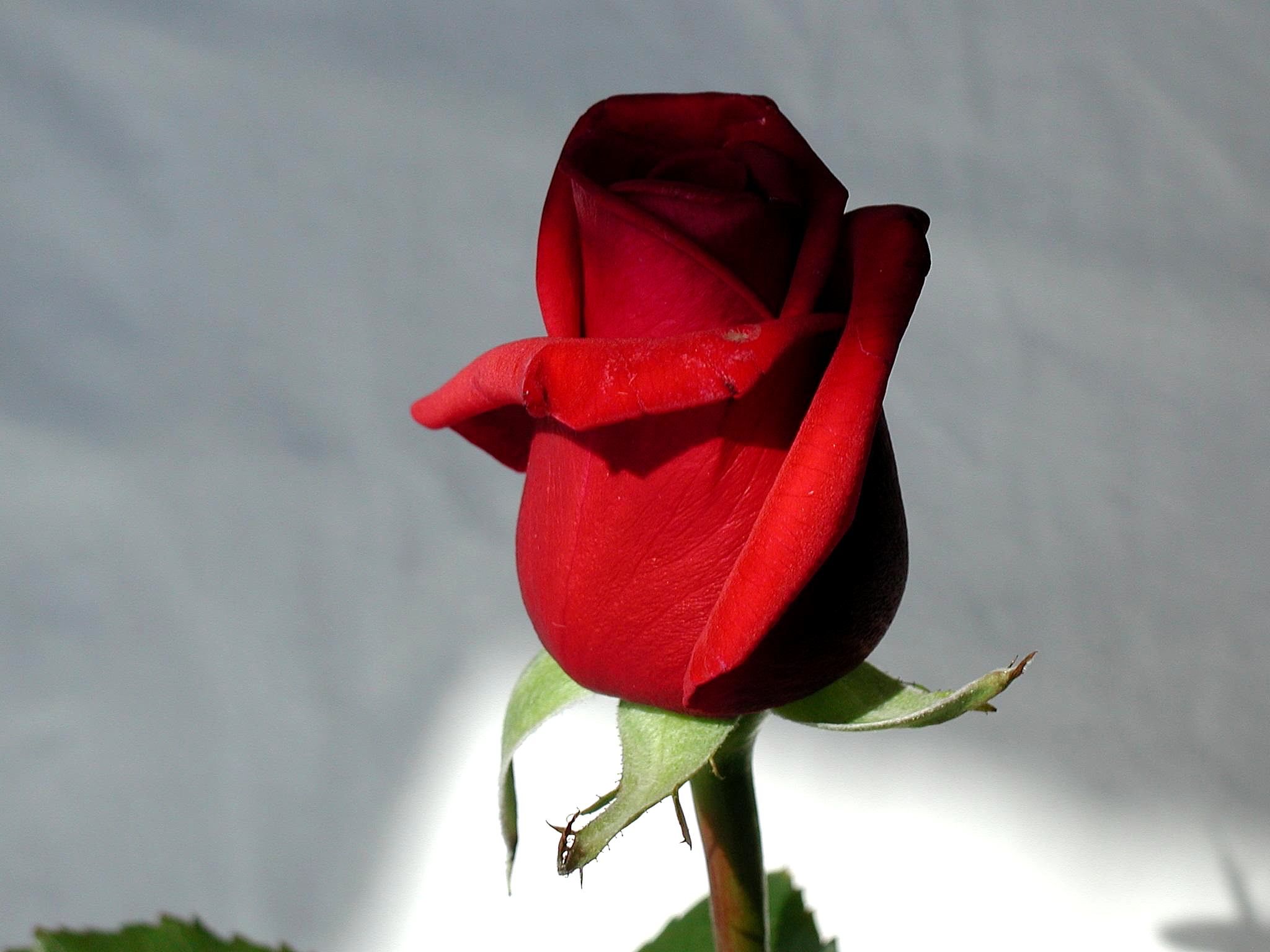 Rose Reda red-rose | Fito