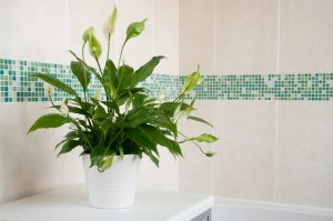 Spatifillo pianta da interno in vaso