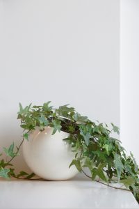 Edera in vaso, pianta da interno