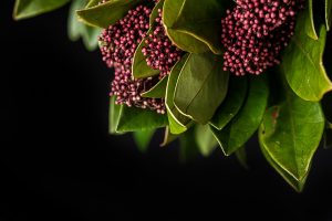 Skimmia pianta inverno