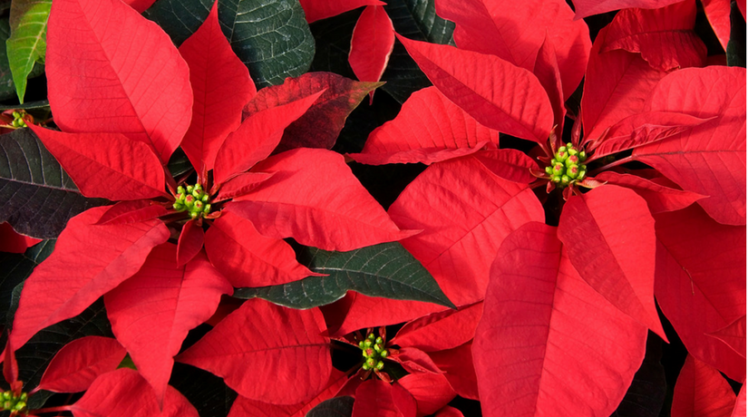 Stella Di Natale Fiore.Come Far Crescere Felice La Vostra Stella Di Natale Fito