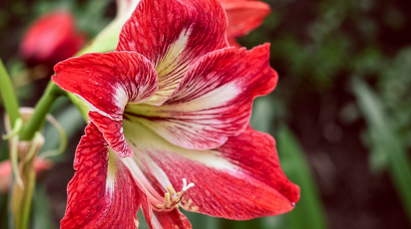 Stella Di Natale Rifioritura.Come Far Crescere Felice Il Vostro Amaryllis Invernale Fito