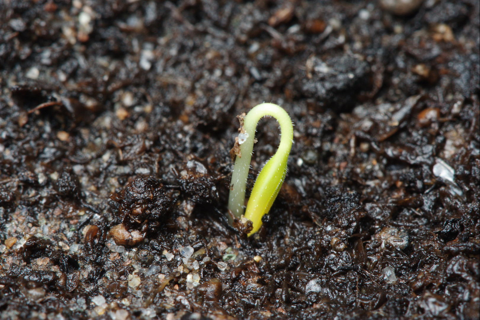 seedgerminating Fito