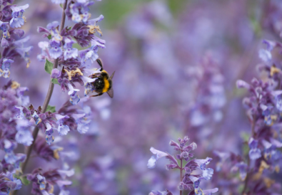 Nepeta pianta lunga fioritura