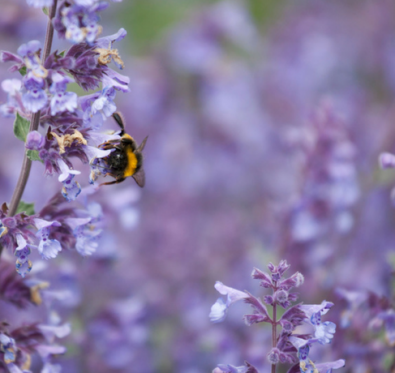 Nepeta pianta lunga fioritura