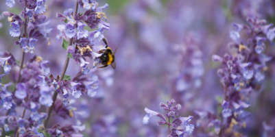 Nepeta pianta lunga fioritura