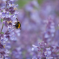 Nepeta pianta lunga fioritura