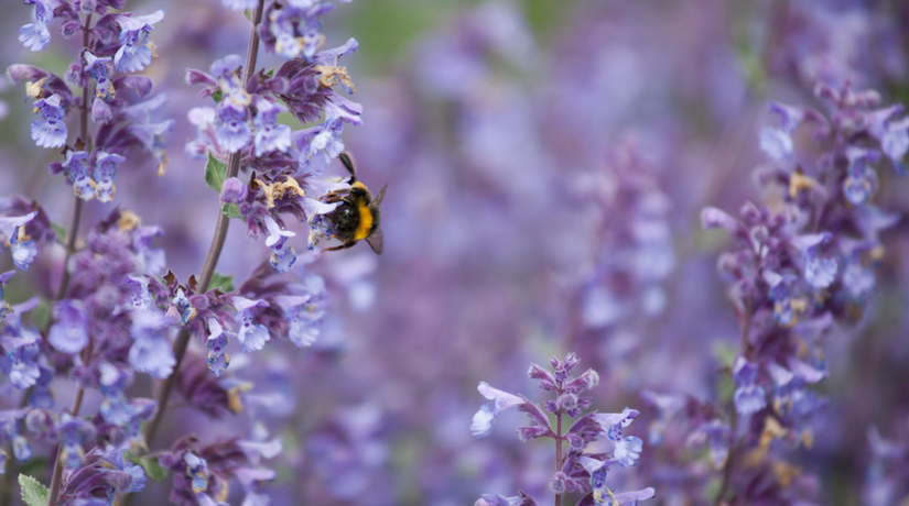 Nepeta pianta lunga fioritura