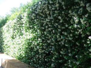 Video potare gelsomino