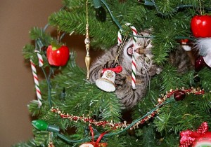 Gatto e albero di natale