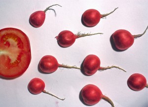 Consociazioni orto pomodoro e ravanelli