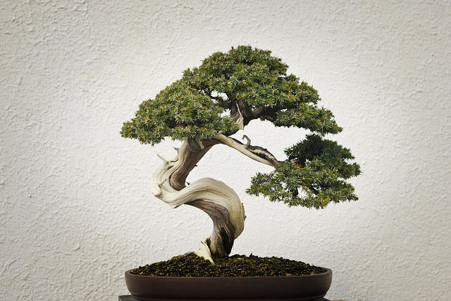 Albero bonsai pianta