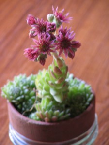 Semprevivo maggiore o Barba di giove succulenta