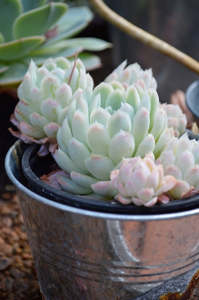 Succulente cactus