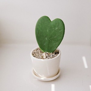Regalare cactus significato