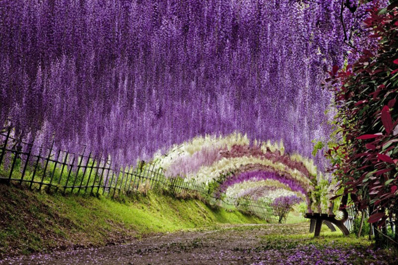 kawachi fuji garden kitakyushu japan wisteria