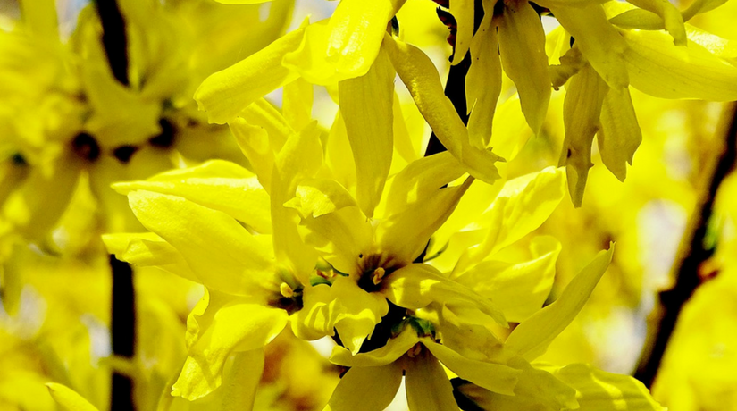 Fiori Gialli Primaverili Spontanei / Fiori Ed Erbe ...