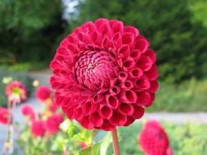 Dalia bulbosa rossa