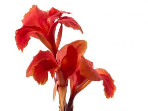 Canna indica fiore photo