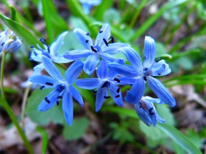 Scilla bulbosa