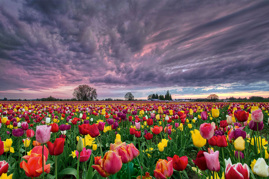 Campo di tulipani misti