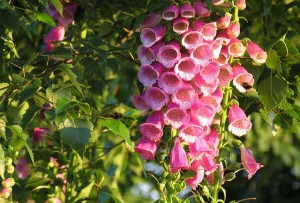Fiori rosa