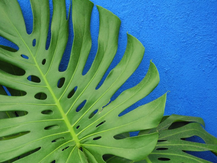 Fotografia di Jeanne Rostaing per Gardenista