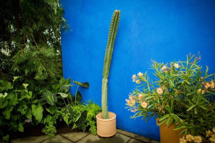 frida-kahlo-cobalt-blue-backdrop-wsj