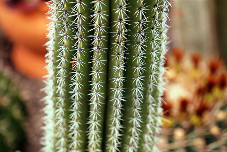 frida-kahlo-exhibit-organ-pipe-cactus-nyt