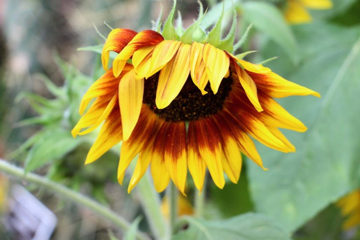 frida-kahlo-sunflower-nybg